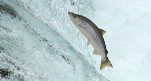 atlantic salmon